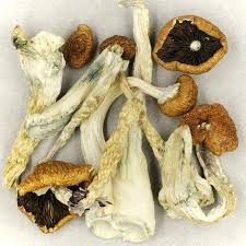Creeper Magic Shroom For Sale
